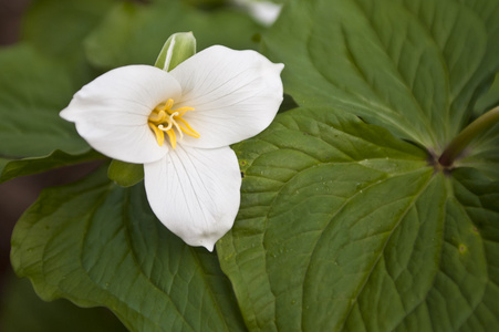 春天 trillium 野花