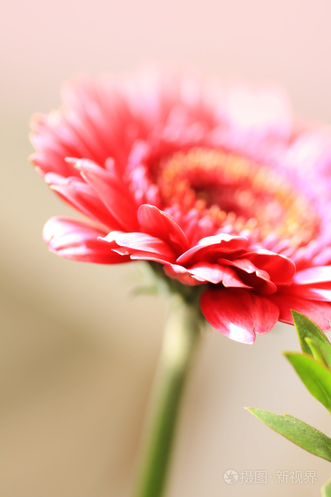 美丽艺术非洲菊花卉