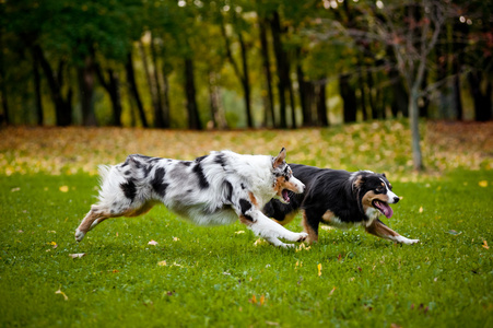 两个澳洲牧羊犬一起玩图片