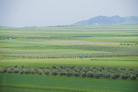 绿色草甸在摩洛哥