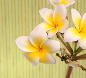 梅香花白色上孤立