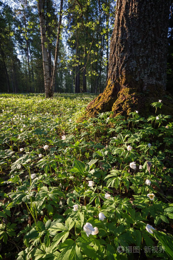 夏季, 芬兰坦佩雷郁郁葱葱的 piikahaka 绿地和草地上的一棵大树前