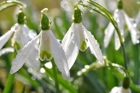 雪花莲