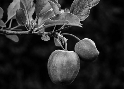 挂在树枝上的黑白苹果