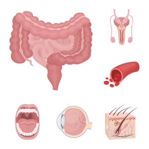 内部器官的一个人卡通图标集合中的设计。解剖学和医学矢量符号股票 web 插图