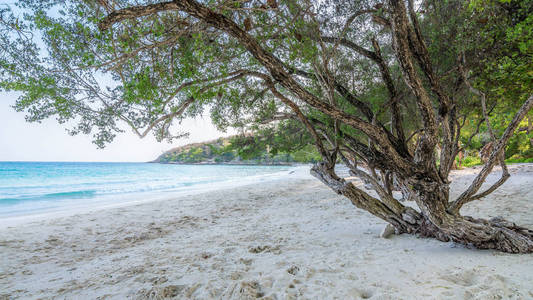 泰国罗勇府白沙滩上的树木