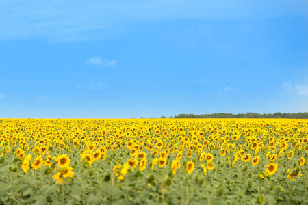 夏日阳光明媚的向日葵田野美景