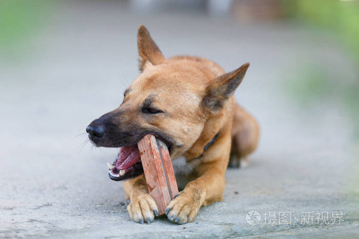 泰国狗咬一个红色的砖玩的关闭