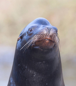 海狮特写等待受理