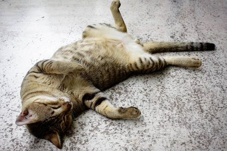 泰国猫睡眠动物宠物