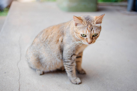 猫坐在地上的特写视图