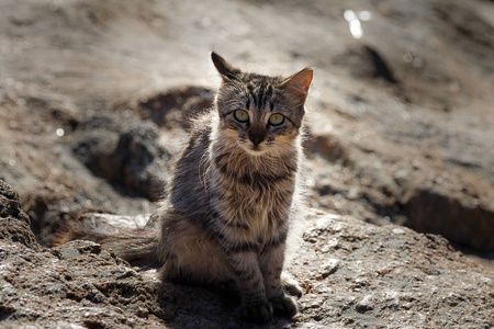 特写可爱的小猫坐在石头上