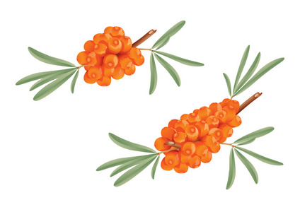 沙棘插画-沙棘手绘-沙棘卡通图-摄图新视界