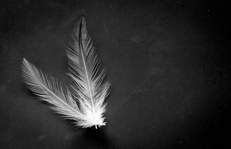 黑色背景上的羽毛照片