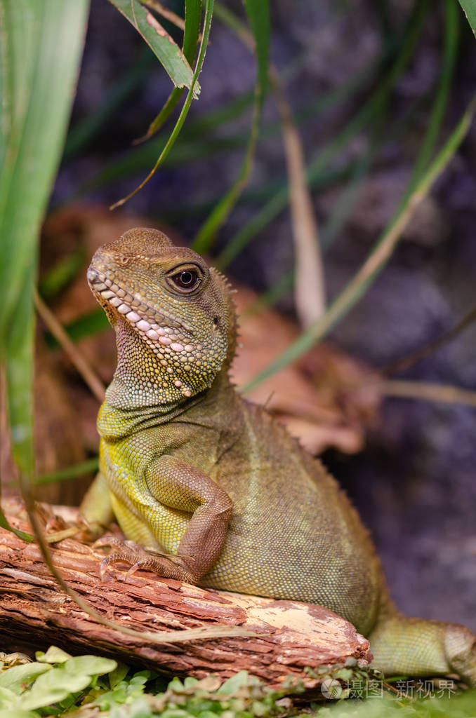 印度中华水龙/physignathus cocincinus.泰国的大蜥蜴