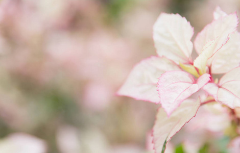 宏的甜甜的花朵。关闭了在自然背景上的白花