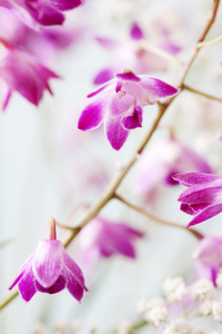 小紫兰花