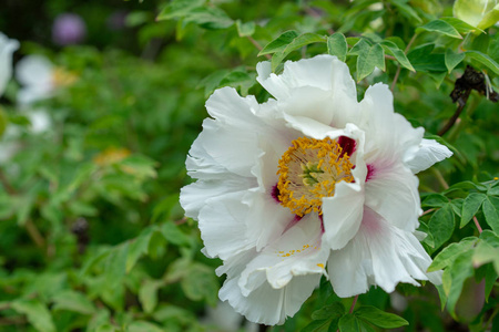 盛开的牡丹树。白牡丹在春季开花, 名为牡丹牡丹 paeoniaceae