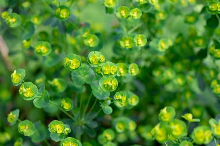 脆弱的植物, amygdaloides 从土耳其