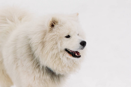 一幅美丽的狗 samoyede