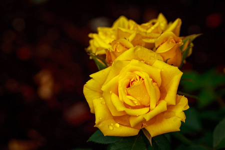 芬芳的玫瑰盛开。华盛顿公园玫瑰园, 波特兰, 俄勒冈州