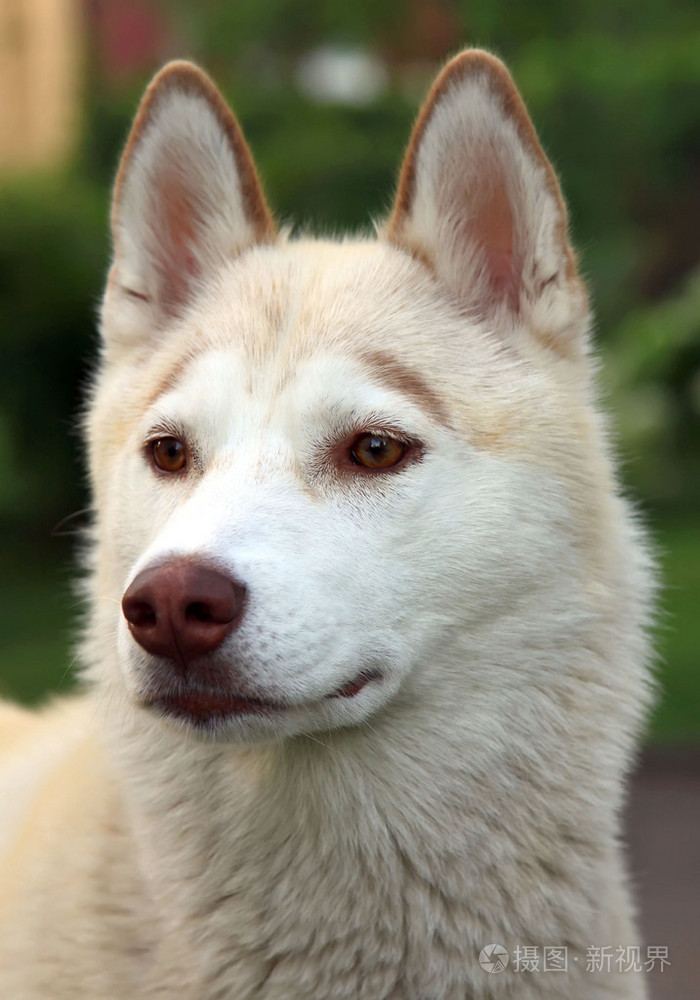 西伯利亚哈士奇猎犬