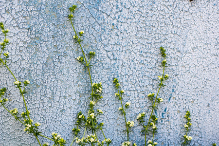 旧漆混凝土裂缝墙体与绿叶小花的质地