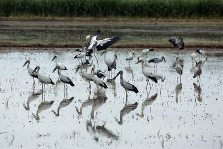 Anastomus oscitans, 成群的鸟在稻田里觅食