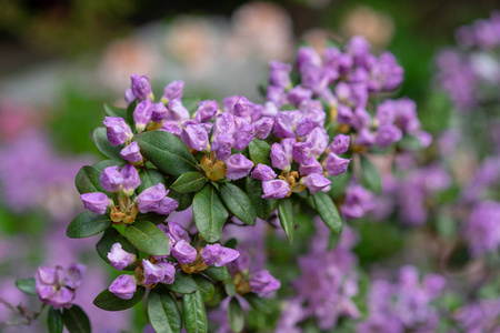 紫色的花朵, 杜鹃花蕙兰 lanvendula