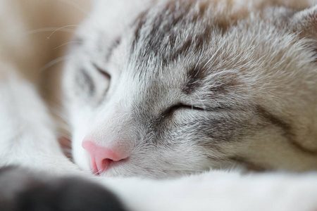 一只沉睡的猫的大肖像照片