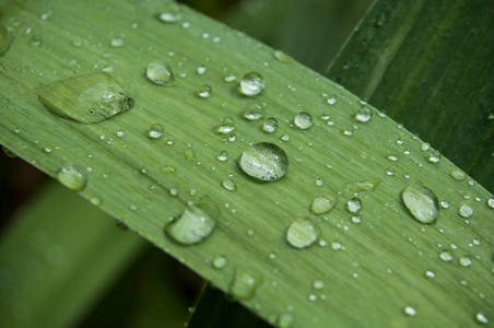 草地上雨滴的特写