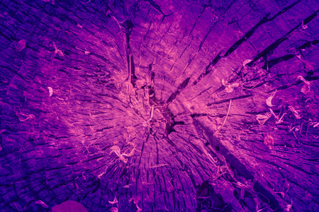 新潮背景色紫木树桩的年度概念。紫外线抽象背景