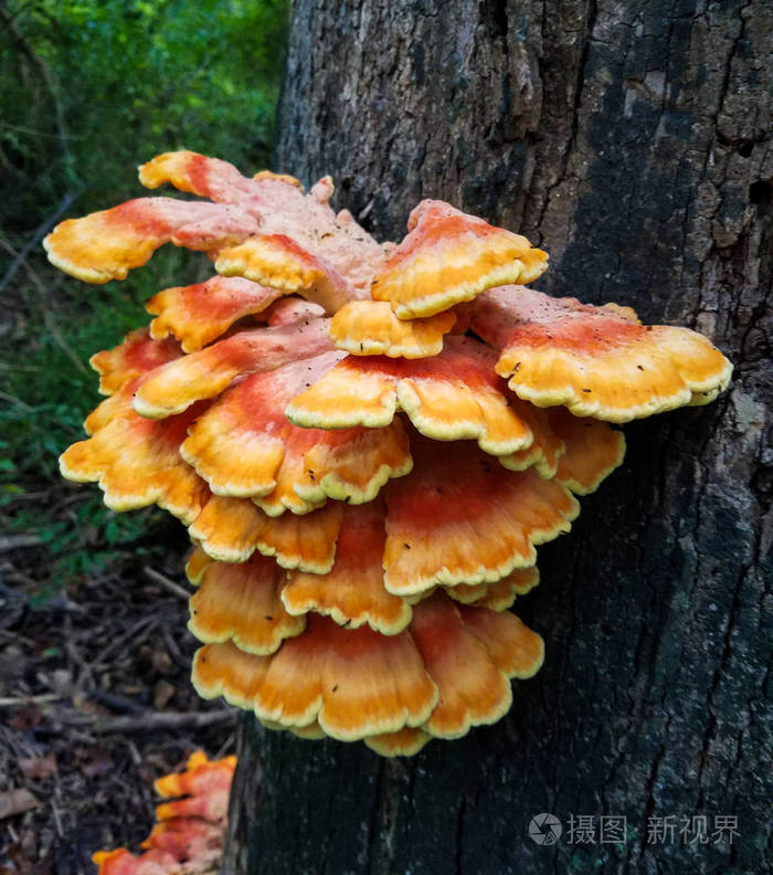 树干树皮上生长的扁平蘑菇大簇