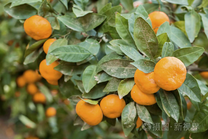 桔子树果子农业