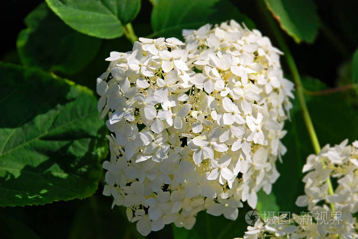 美丽的花坛农村绣球花植物照片 正版商用图片05y4t8 摄图新视界 美丽的花坛农村绣球花植物照片 正版商用图片05y4t8 摄图新视界