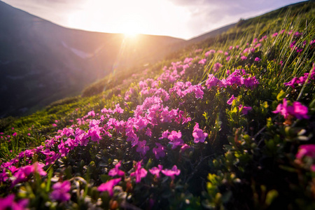 美丽的杜鹃在高山上。喀尔巴阡山.乌克兰