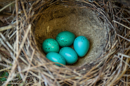五个蓝色蛋在巢