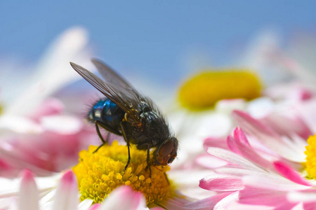 昆虫苍蝇在黄色的甘菊上吃花粉。