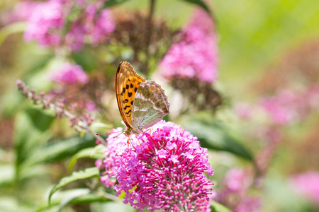 银洗川贝或 Argynnis 巴非蛤坐在粉红色的花朵上