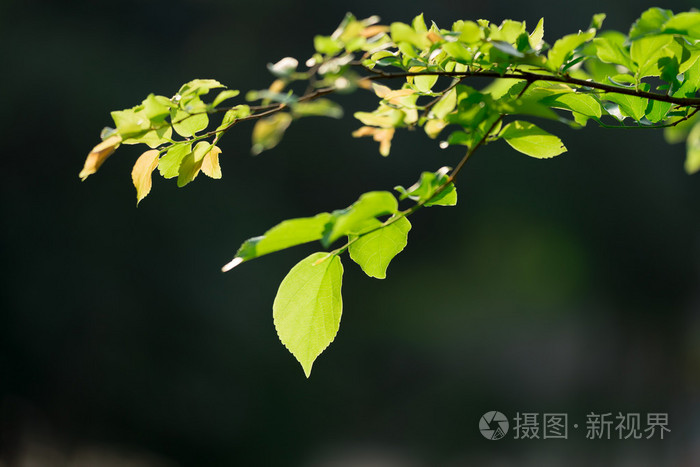 在一根树枝上的绿叶