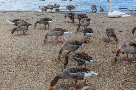 一群鸭子在河岸上吃东西。