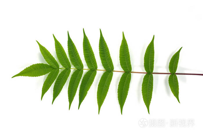 白色背景上有绿色对称叶子的树枝