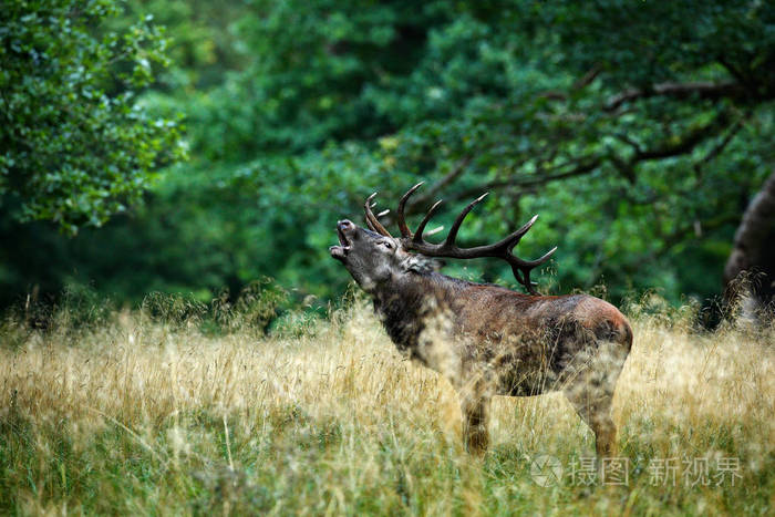 马鹿雄鹿, 雄伟强壮的成年动物, 在秋季森林外.