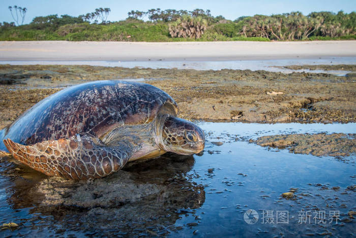 母绿海龟在沙滩上产卵后 斯瓦希里语海岸 坦桑尼亚照片 正版商用图片05yfwo 摄图新视界