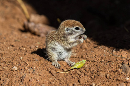地松鼠尾巴图片