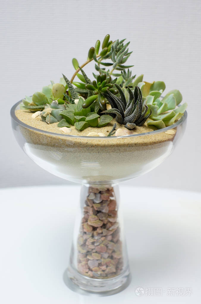 小型仙人掌多汁植物
