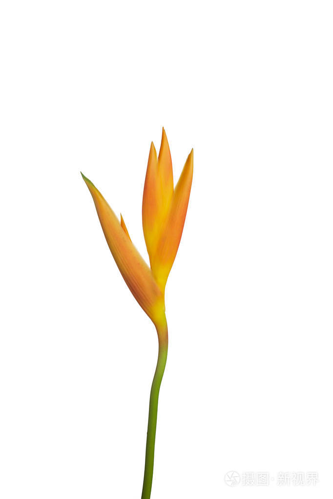 黄鹦鹉花蝎尾蕉psittacorum在白色背景下分离