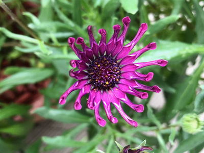 一张 Osteospermum Nasinga 紫色花朵的照片, 一个紧凑生长的植物, 有醒目的紫色花朵与勺子形状的花瓣, 从顶