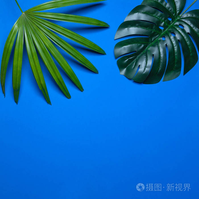 夏天的热带叶子, 热带的叶子在蓝色背景, 夏天热带背景, 极小的概念