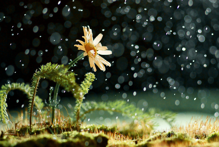 在雨夜花照片-正版商用图片05ymg2-摄图新视界